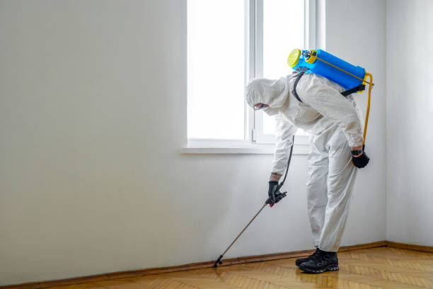 Best Termite Control Services  in Stevensville, MT